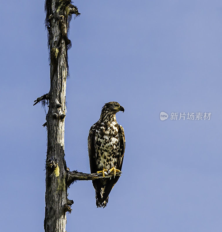 白头鹰(Haliaeetus leucocephalus)是一种发现于北美的猛禽。它是美国的国鸟，并印在其印章上。它被发现在大型的开放水域附近，有丰富的食物供应和古老的tr